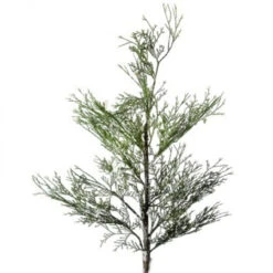 40" Iced Port Orford Cedar Branch